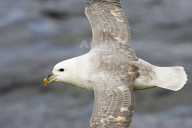 Noordse Stormvogel, Northern Fulmar, Fulmarus glacialis stock-image by Agami/Markus Varesvuo,