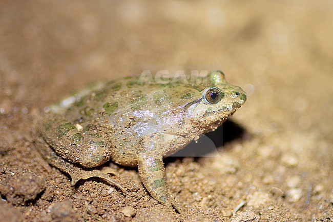 Painted Frog (Discoglossus pictus) taken the 25/04/2022 at Ramatuelle- France. stock-image by Agami/Nicolas Bastide,