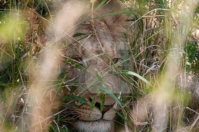 Close up of a lion, Panthera leo, hiding in tall grass. Mala Mala Game Reserve, South Africa. stock-image by Agami/Sergio Pitamitz,