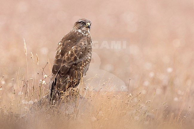 Common Buzzard, Buteo buteo, on Madeira, Portugal. stock-image by Agami/Daniele Occhiato,
