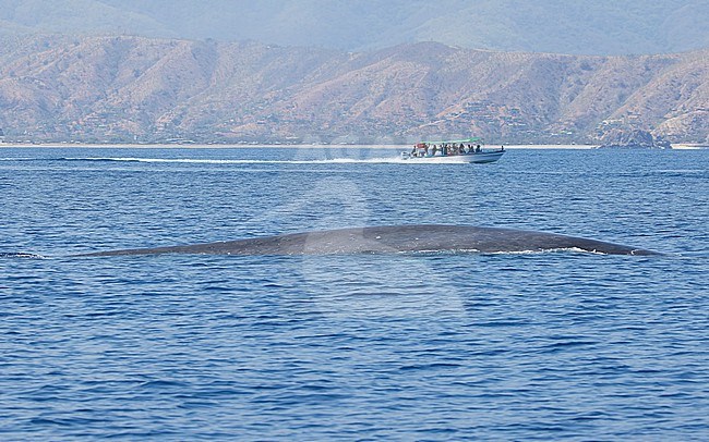 A Pygmy Blue Whale (Balaenoptera musculus brevicauda) getting ready to dive while being watched by a whale watching boat. The coastline of Timor-Leste is visible in the background. stock-image by Agami/Lennart Verheuvel,