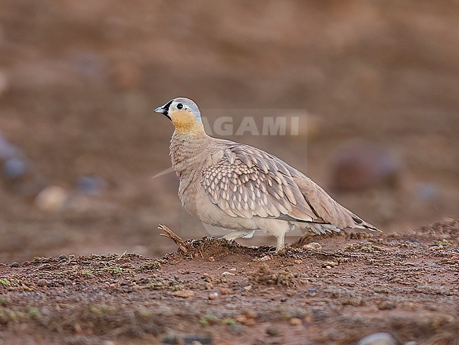 Side view of a female plumaged Crowned Sandgrouse (Pterocles coronatus). Morocco, Africa stock-image by Agami/Markku Rantala,