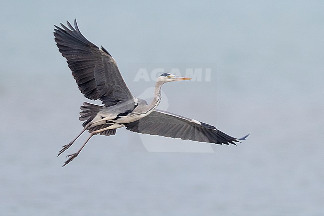 Grey Heron (Ardea cinerea), adult in flight, Campania, Italy stock-image by Agami/Saverio Gatto,