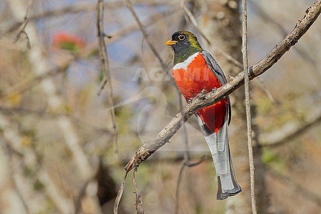 Male Elegant Trogon, Trogon elegans, in Western Mexico. stock-image by Agami/Pete Morris,