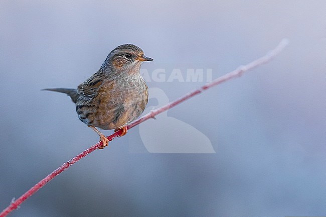 Dunnock (Prunella modularis) perched on a twig stock-image by Agami/Daniele Occhiato,