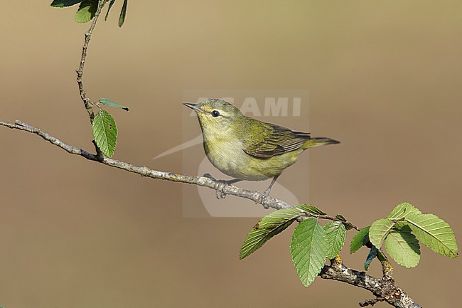  stock-image by Agami/Brian E Small,