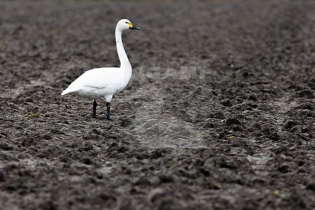 Bewick's Swan (Cygnus bewickii) standing on a barren field in winter in the Netherlands. stock-image by Agami/Menno van Duijn,
