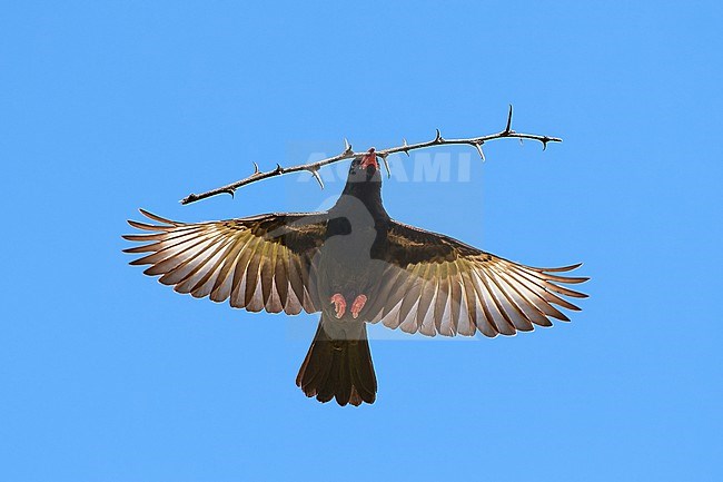 Male Red-billed Buffalo Weaver (Bubalornis niger) in flight against a blue sky, bringing a stick to built a nest, Moremi, Botswana stock-image by Agami/Tomas Grim,