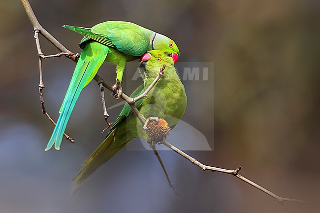 Rose-ringed parakeet (Psittacula krameri) in Italy. Also known as the ring-necked parakeet, ringneck parrot (in aviculture) or the Kramer parrot. stock-image by Agami/Daniele Occhiato,