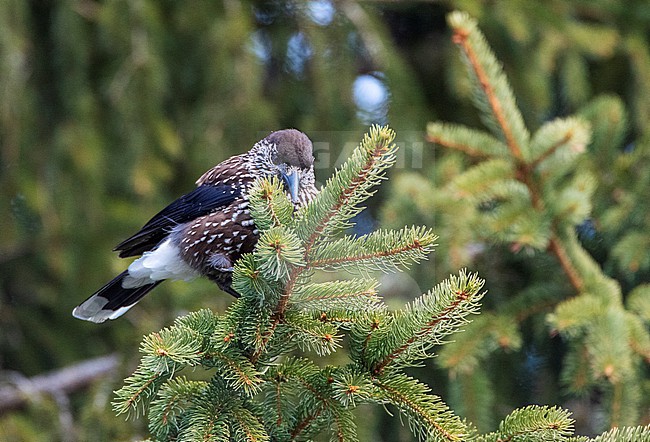 Spotted Nutcracker (Nucifraga caryocatactes) in mountain forest in Bulgaria. Looking and eating pine nuts. stock-image by Agami/Marc Guyt,