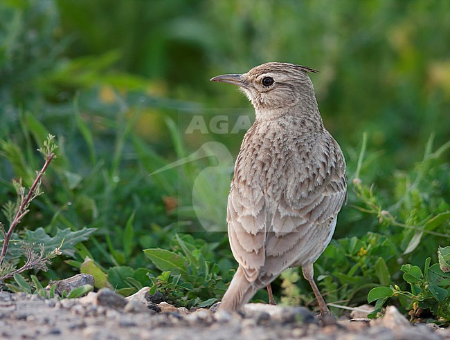 Crested Lark - Haubenlerche - Galerida cristata ssp. zion, Turkey, adult stock-image by Agami/Ralph Martin,