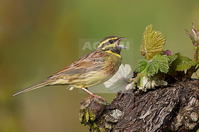 Adult male Cirl Bunting (Emberiza cirlus) calling in a vineyard in Germany. stock-image by Agami/Ralph Martin,