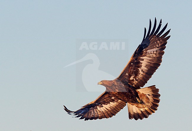 Onvolwassen Steenarend in de vlucht; Immature Golden Eagle in flight stock-image by Agami/Markus Varesvuo,