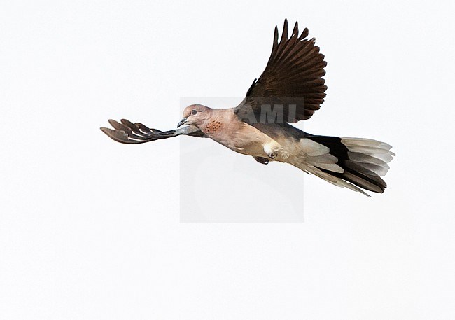 Laughing Dove (Streptopelia senegalensis) in Israel. stock-image by Agami/Marc Guyt,