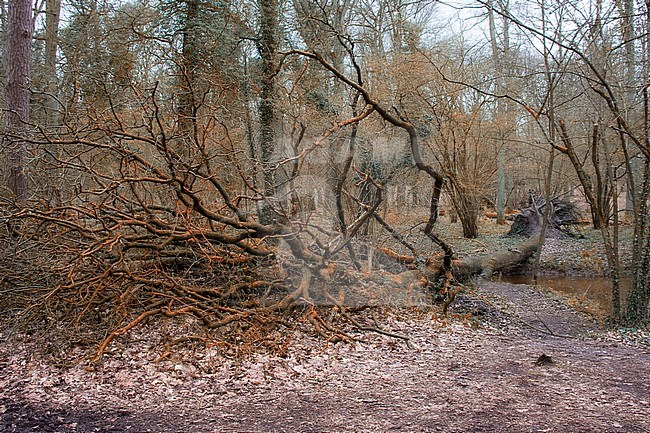 Autumn in Duc de Brabant, Netherlands. stock-image by Agami/Bas Haasnoot,