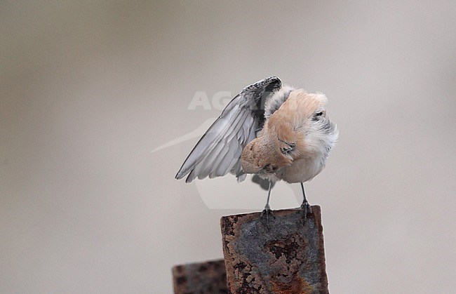 Western Black-eared Wheatear, Oenanthe hispanica (1stW male), Thorsminde Havn, Denmark stock-image by Agami/Helge Sorensen,