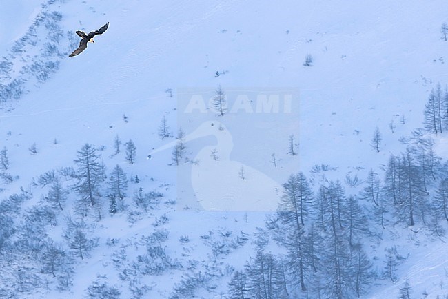 Bearded Vulture (Gypaetus barbatus ssp. barbatus), in flight over snow-covered Alps in Switzerland, adult stock-image by Agami/Ralph Martin,