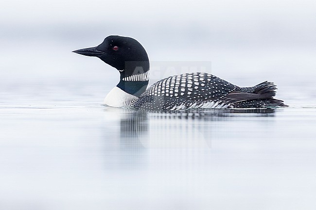 Great Northern Loon (Gavia immer), side view of an adult swimming in the water, Northeastern Region, Iceland stock-image by Agami/Saverio Gatto,