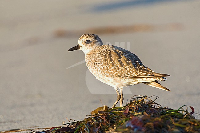 Zilverplevier, Grey Plover stock-image by Agami/Marc Guyt,