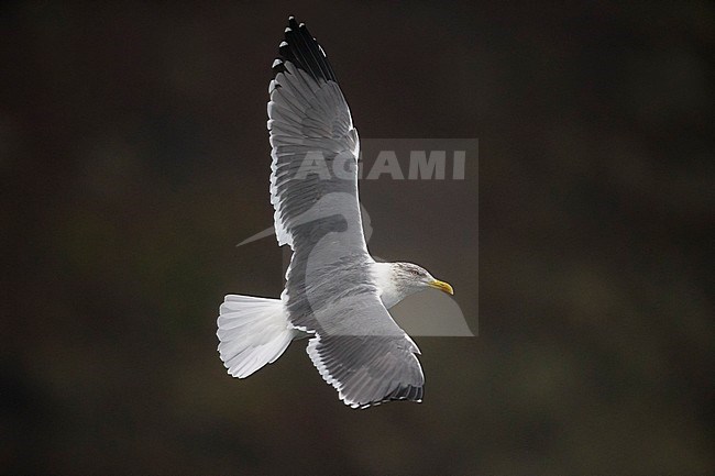 Geelpootmeeuw ssp atlantis adult winter in vlucht; Azores Yellow-legged Gull adult winter in flight stock-image by Agami/Daniele Occhiato,