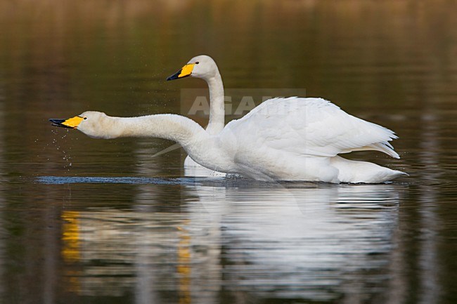 Baltsend paartje Wilde Zwanen; Pair of Whooper Swans in display stock-image by Agami/Daniele Occhiato,