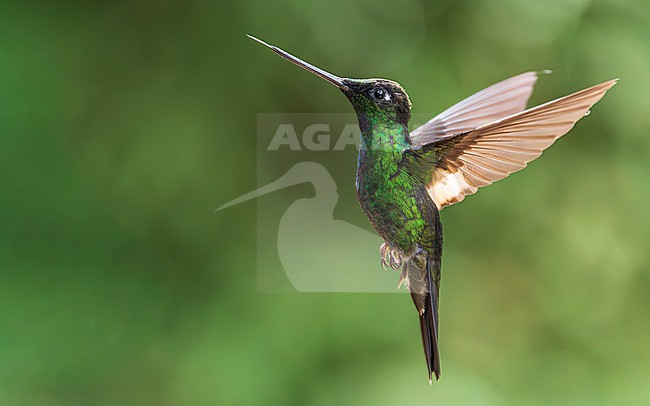 Buff-winged Starfrontlet (Coeligena lutetiae) stock-image by Agami/Lennart Verheuvel,