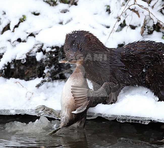American Mink (Neovison vison) with caught Little Grebe at Nivå in Denmark during winter. stock-image by Agami/Helge Sorensen,