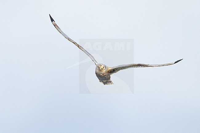  stock-image by Agami/Menno van Duijn,