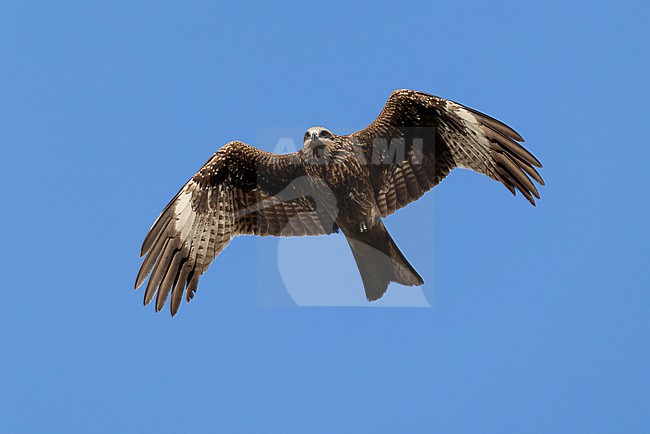 immature or second calendar year  Black-eared Kite (Milvus migrans, subspecies lineatus) in flight, found in Chentii-Aimag in Mongolia stock-image by Agami/Mathias Putze,