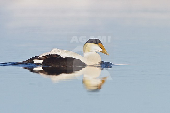 Common Eider (Somateria mollissima) in the Hudson's Bay in Churchill, Mantoba Canada. stock-image by Agami/Glenn Bartley,