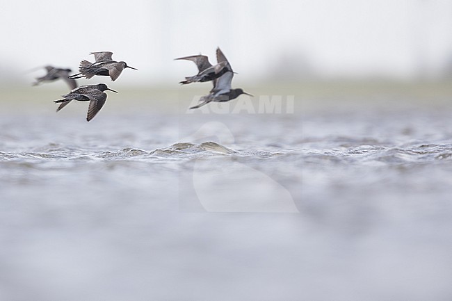 Spotted Redshank - Dunkler Wasserläufer - Tringa erythropus, Germany (Schleswig-Holstein), adult stock-image by Agami/Ralph Martin,