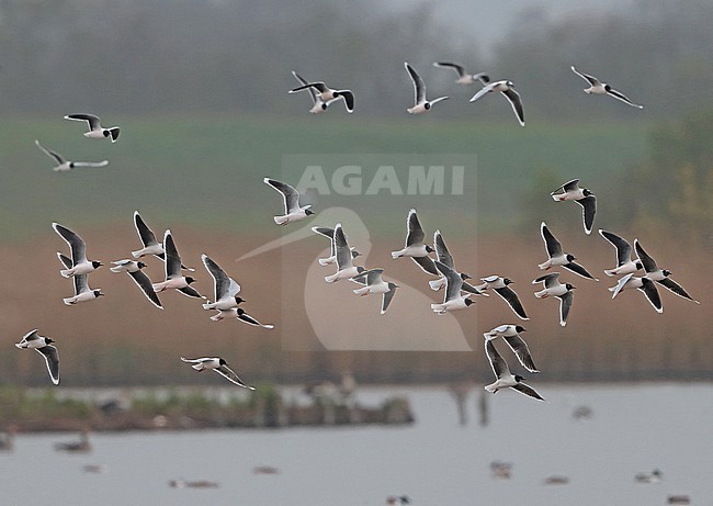 Little Gull (Larus minutus), group in flight, seen from the side. stock-image by Agami/Fred Visscher,