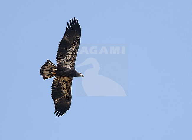 Bald Eagle, Haliaeetus leucocephalus, juvenile at Florida, USA stock-image by Agami/Helge Sorensen,