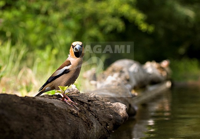 Appelvink bij de drinkplaats; Hawfinch at drinking site stock-image by Agami/Marc Guyt,