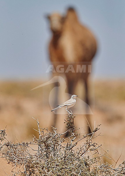 Greater Hoopoe-Lark, Alaemon alaudipes, in the Western Sahara. With Dromedary (Camelus dromedarius) in the background. stock-image by Agami/Tomi Muukkonen,
