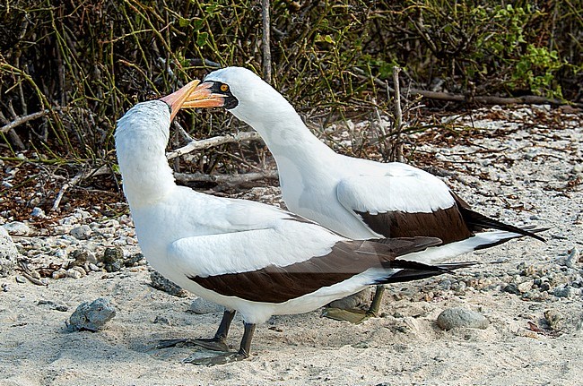 Nazca Booby (Sula granti) pair displaying stock-image by Agami/Roy de Haas,