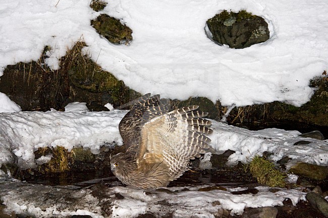 Blakistonvisuil, Blakiston's Fish-Owl, Bubo blakistoni stock-image by Agami/Marc Guyt,