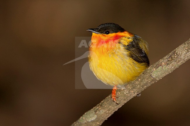 Oranjekraagmanakin; Orange-collared Manakin; Manacus aurantiacus stock-image by Agami/Martijn Verdoes,