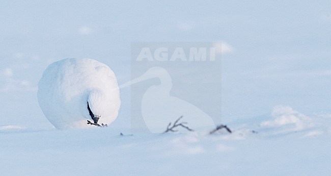 Mannetje Alpensneeuwhoen in de sneeuw, Male Rock Ptarmigan in the snow stock-image by Agami/Markus Varesvuo,