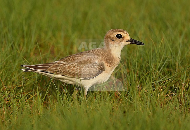 A first-year Greater Sand Plover (Charadrius leschenaultii) at the westcoast of Saudi Arabia. stock-image by Agami/Eduard Sangster,