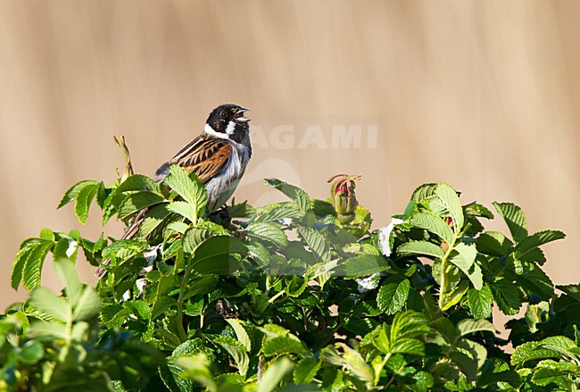 Zingend mannetje Rietgors; Singing Male Reed Bunting stock-image by Agami/Roy de Haas,