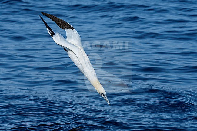 Northern Gannet (Morus bassanus) hunting for fish. stock-image by Agami/Marcel Burkhardt,