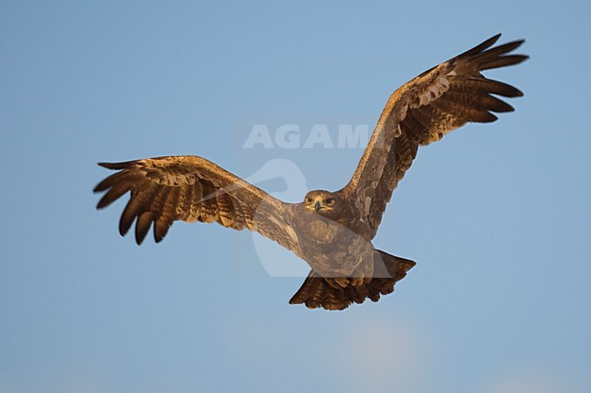 Onvolwassen Steppearend in de vlucht; Immature Steppe Eagle in flight stock-image by Agami/Daniele Occhiato,