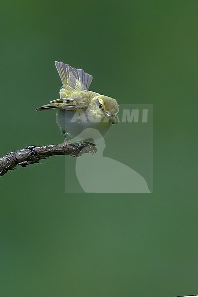 Wood Warbler (Phylloscopus sibilatrix), front view of an adult bird in green background, Finland stock-image by Agami/Kari Eischer,