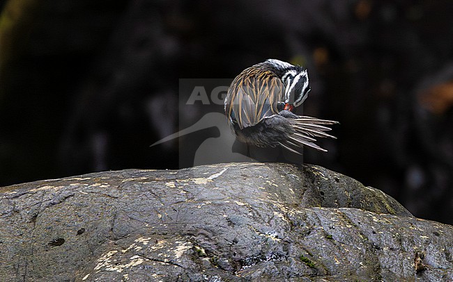 Torrent Duck (Merganetta armata) male grooming stock-image by Agami/Lennart Verheuvel,