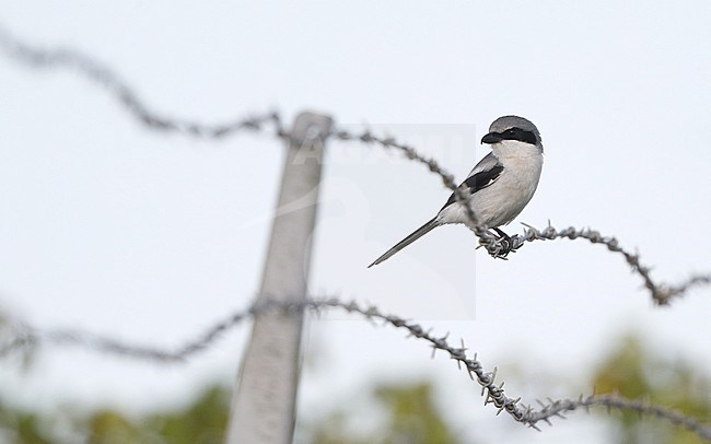 Loggerhead Shrike, Lanius ludovicianus, at Everglades NP, Florida, USA stock-image by Agami/Helge Sorensen,