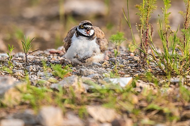 Adult male with chicks Little Ringed Plover (Charadrius dubius curonicus) in breeding ground protecting it youngs, Brussels, Brabant, Belgium. stock-image by Agami/Vincent Legrand,