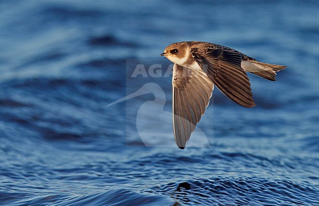 Oeverzwaluw in de vlucht over water; Sand Martin in flight over water stock-image by Agami/Markus Varesvuo,