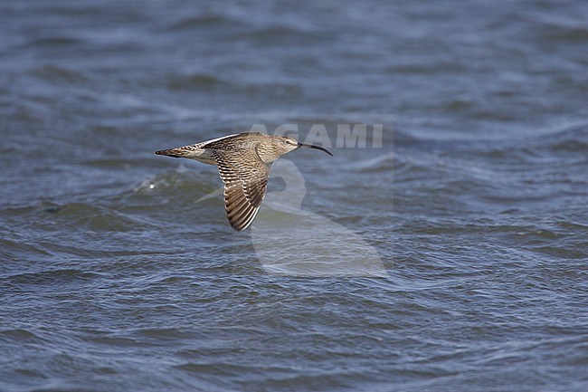 Eurasian Wimbrel, Regenwulp, Numenius phaeopus stock-image by Agami/Arie Ouwerkerk,