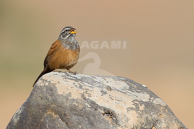 House Bunting - Hausammer - Emberiza sahari, adult male, Morocco stock-image by Agami/Ralph Martin,